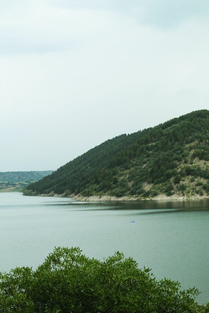 forest on hill over lake