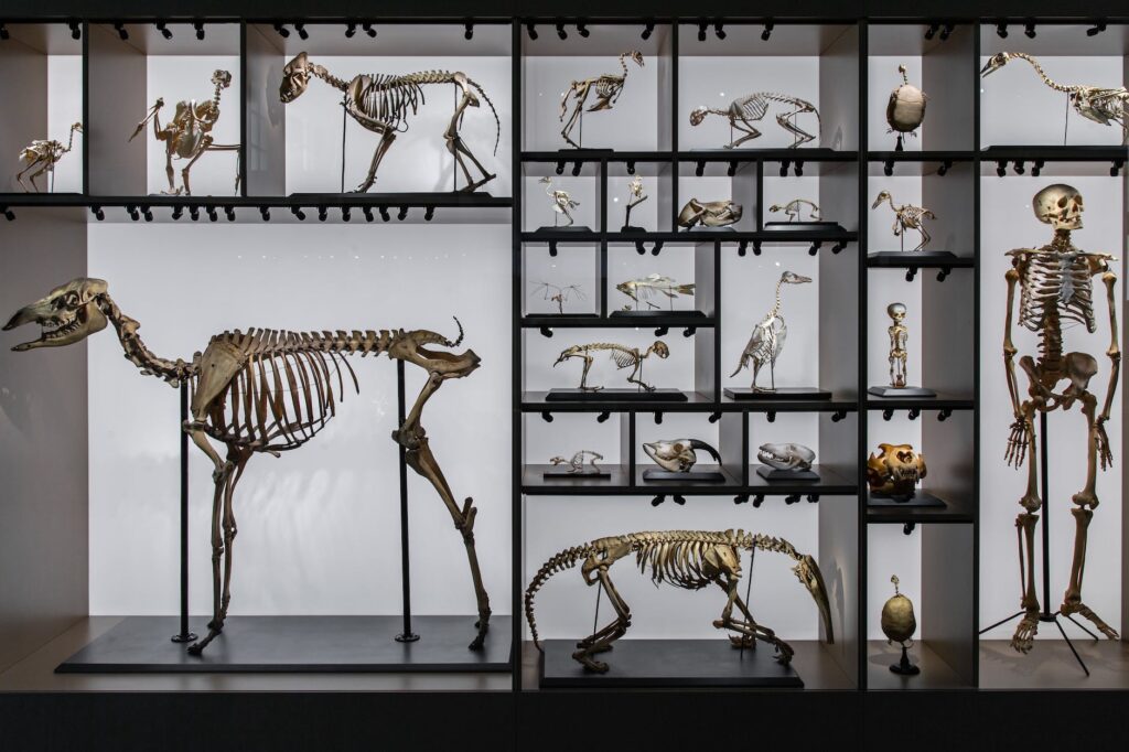 dinosaur and human skeletons