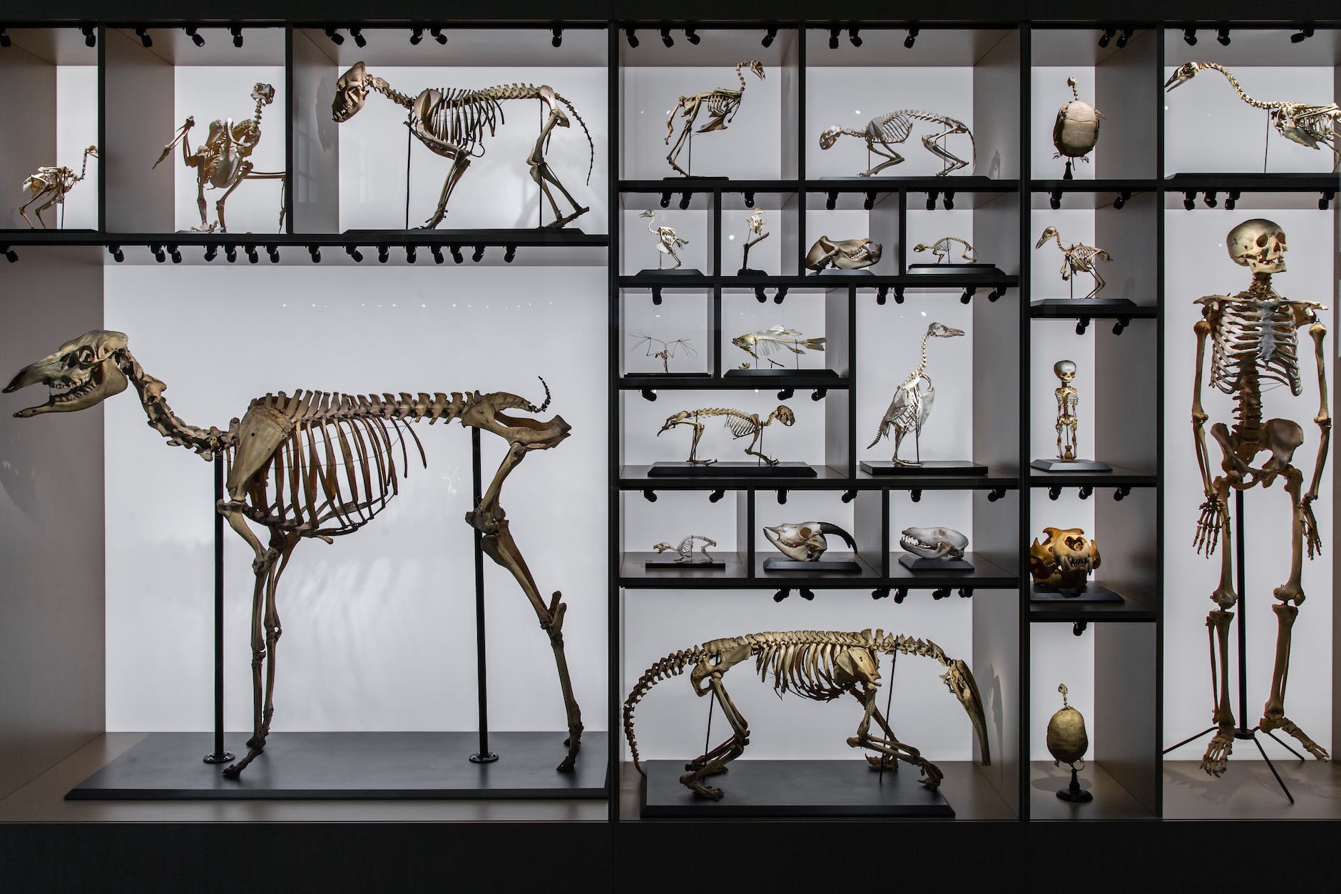 dinosaur and human skeletons