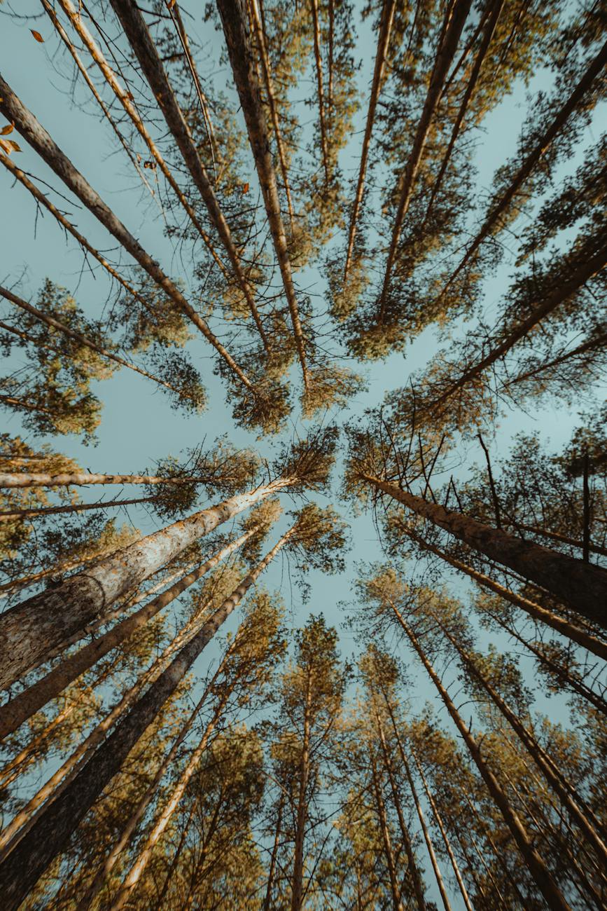 a low angle view of tall trees