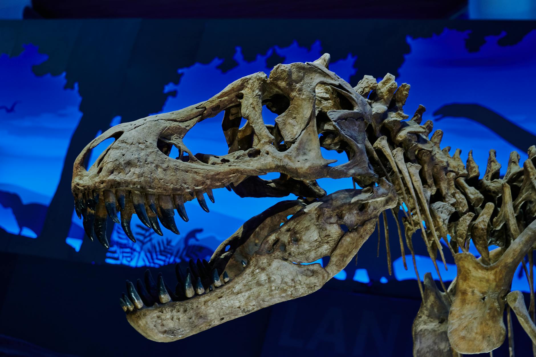 a dinosaur skull