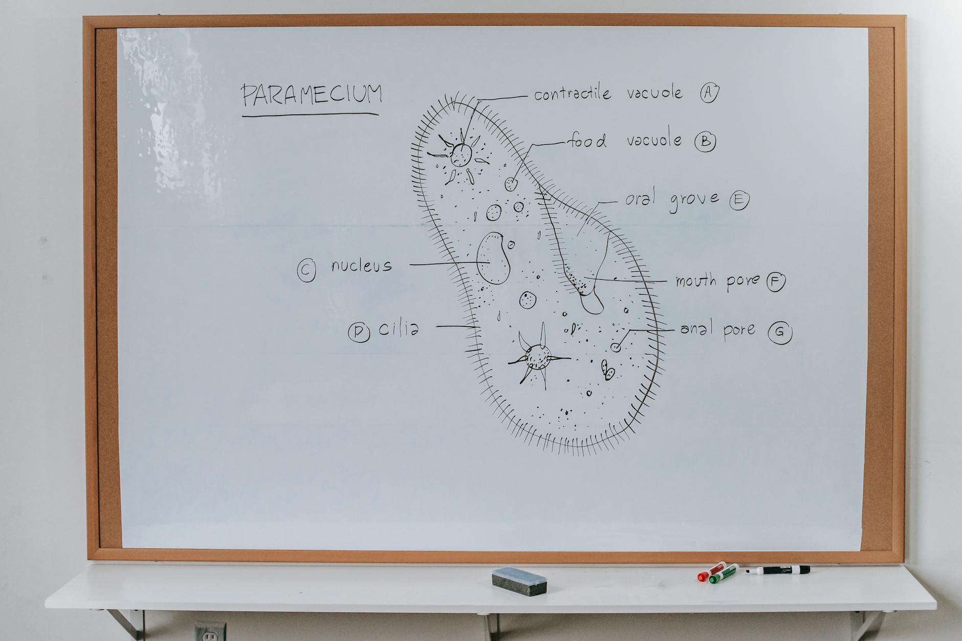 scheme and structure of organism on whiteboard